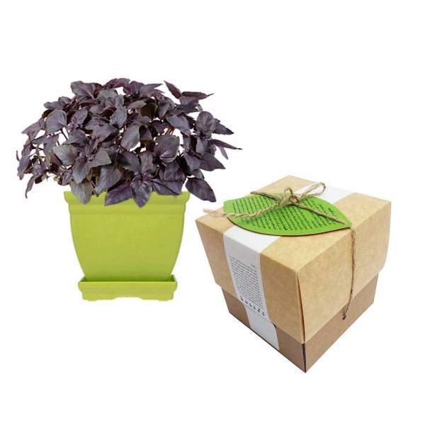 مجموعه کاشت گلدونه سبزی ریحان بنفش، Goldooneh Purple Basil Gardening Pack