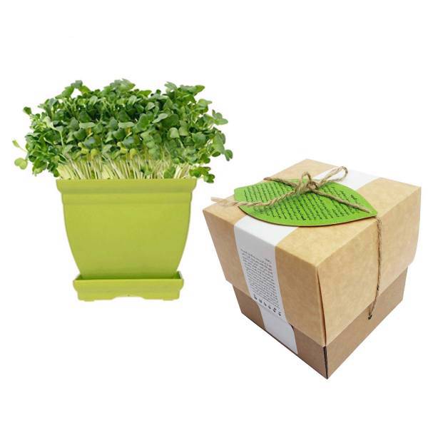 مجموعه کاشت گلدونه سبزی شاهی، Goldooneh Garden Cress Gardening Pack