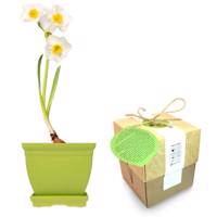 مجموعه کاشت گلدونه گل نرگس Goldooneh Narcissus Gardening Pack